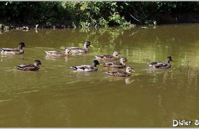 Canard Colvert (3) - Anas platyrhynchos