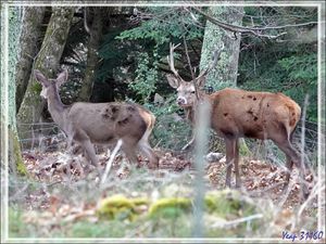 C'est un cerf d'appellation 12 cors (il a les bois un peu déséquilibrés, 6 d'un côté 5 de l'autre, mais c'est quand même un 12 cors). Le piquet flou qui me gêne est celui de notre clôture, lui ne se voit pas, mais il y a aussi le grillage qui n'arrange pas la photo.