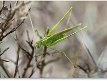 Phaneroptere liliace (Tylopsis lilifolia)