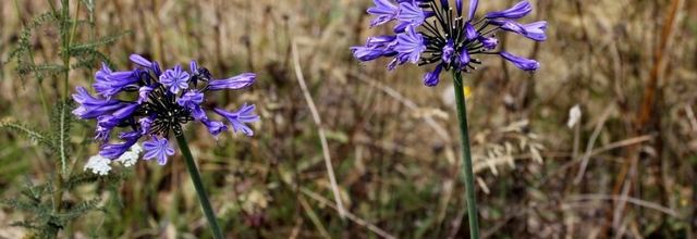 Petites nouvelles au jardin