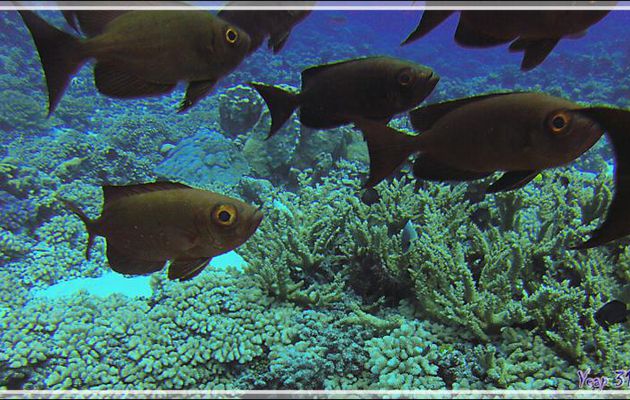 Gros-yeux commun ou Beauclaire lanterne, Common bigeye or Moontail bullseye or Lunar-tailed bigeye (Priacanthus hamrur) - Passe Tumakohua - Fakarava sud - Tuamotu - Polynésie française