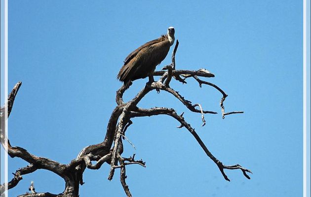 Vautour africain, White-backed Vulture (Gyps africanus) - Safari nautique - Parc National de Chobe - Botswana