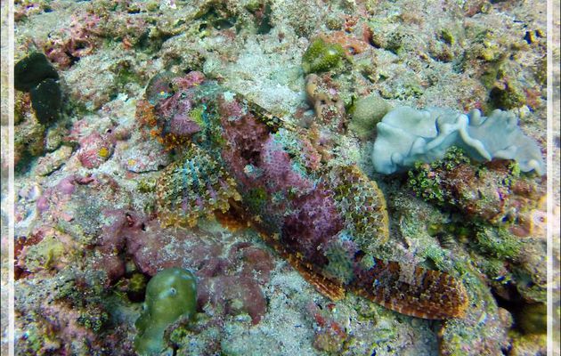 Rascasse tête plate, Poisson-scorpion à houppes, Tassled scorpionfish, Smallscale scorpionfish (Scorpaenopsis oxycephala) - Atoll d'Ari - Maldives