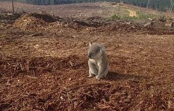 Une multitude de mammifères à deux pattes ...