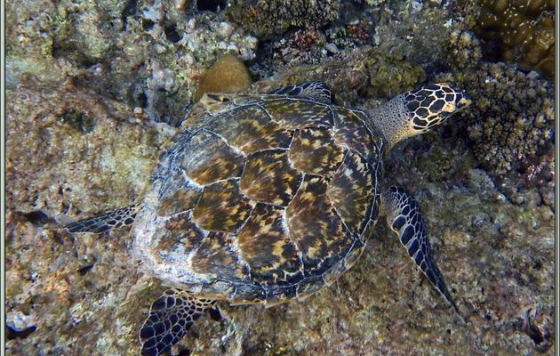 Tortue imbriquée ou à écailles ou caret (Eretmochelys imbricata) - Anse Takamaka - Mahé - Seychelles