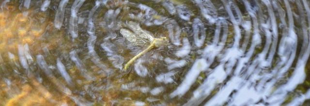 essais de photos de libellule !