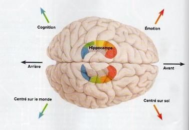 Les fonctions de l'hippocampe