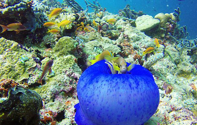 Nouveau bonjour depuis les Iles Maldives 
