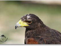 Buse de Harris - Parabuteo unicinctus
