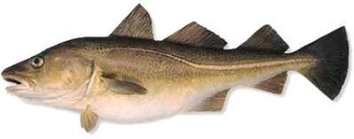 Les poissons divers