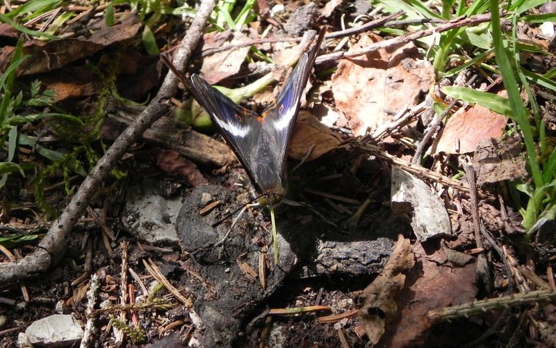 Mon papillon du jour !