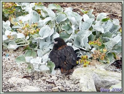 Les Caracaras naîtraient-ils dans les choux (de mer ou Séneçon Cinéraire) ? - Saunders Island - Falkland Islands, Iles Malouines, Islas Malvinas