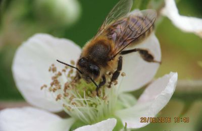 Abeille au travail
