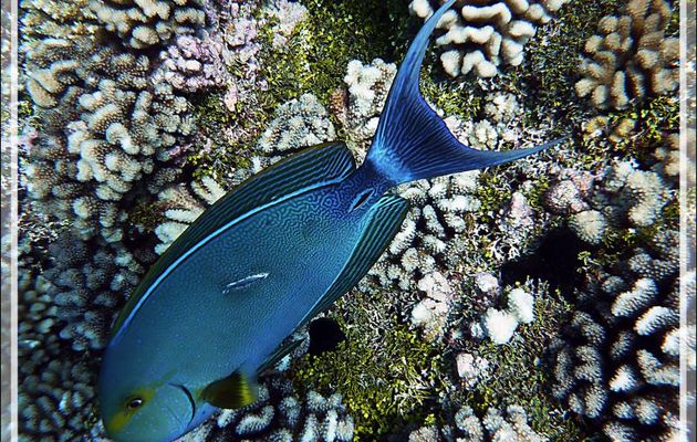 Chirurgien à queue blanche, Elongate surgeonfish or Pale surgeonfish (Acanthurus mata) - Passe Tumakohua (passe sud) - Atoll de Fakarava - Tuamotu - Polynésie française