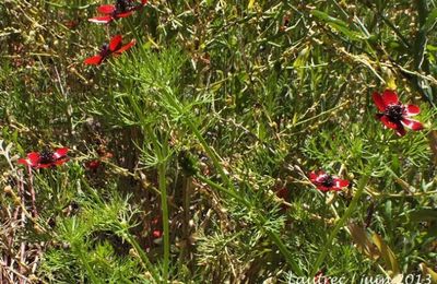 Adonis annua  -  adonis annuel - goutte de sang
