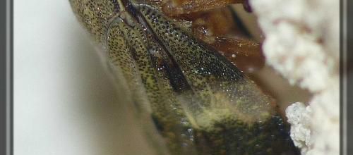 Aphrophora alni, le cercope de l'aulne
