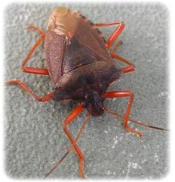 Pentatoma rufipes, la punaise des bois