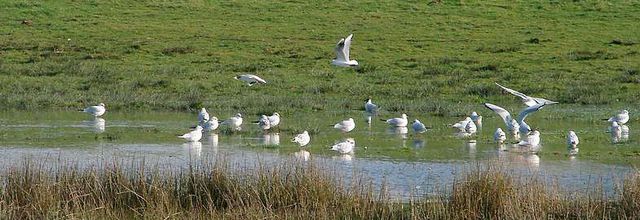 Inondations - Canal Ille et Rance - Bretagne (3/3)