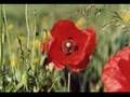 Comme un p'tit coquelicot
