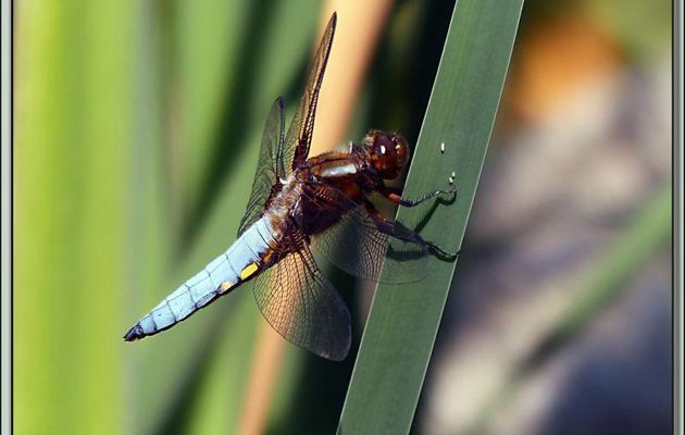 Libellule déprimée mâle (Libellula depressa) sous toutes les coutures - Lartigau - Milhas - 31