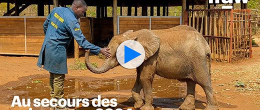 Les 10 plus belles victoires 2024 d'IFAW