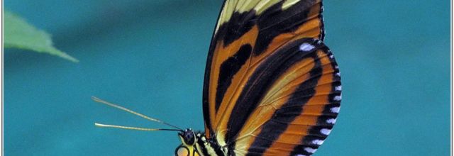 Oeil du Tigre (2) - Heliconius ismenius