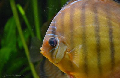 Palais de la Porte Dorée et l'Aquarium Tropical : Les Discus
