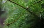 Collecte des Sapins de Noël