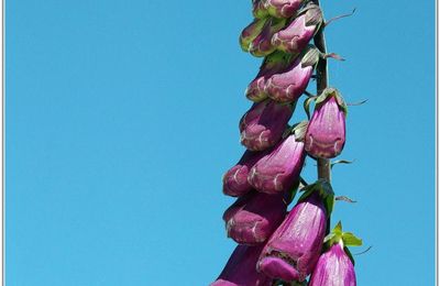 Digitale Pourpre (4) - Digitalis purpurea