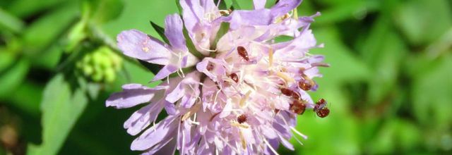des petites bébètes 