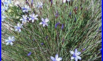 Les fleurs sauvages dans la colline