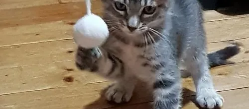 Nirti, notre nouveau compagnon