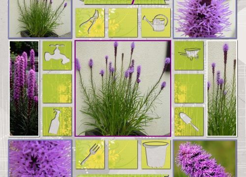 Liatris Spicata