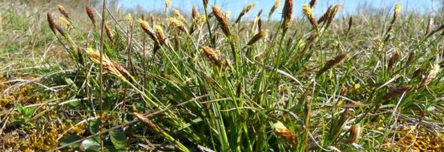 Carex halleriana   -   laîche de Haller