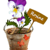 760 - pensées, floral, signature, gif anime