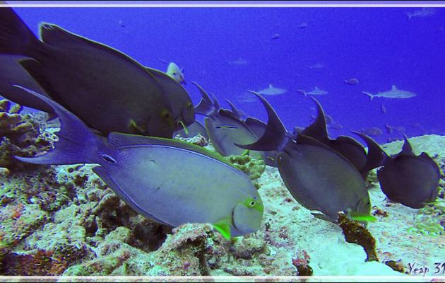 Banc de Chirurgiens à queue blanche, Elongate surgeonfish or Pale surgeonfish (Acanthurus mata) - Passe Garuae (passe nord) - Atoll de Fakarava - Tuamotu - Polynésie française