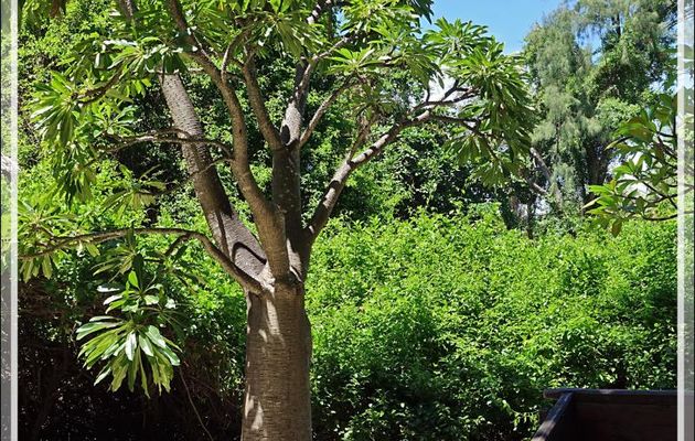 Jeune baobab (probablement Adansonia madagascariensis) - Nosy Tsarabanjina - Archipel Mitsio - Madagascar