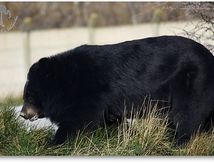 L'ours du Tibet (ou ours à collier)