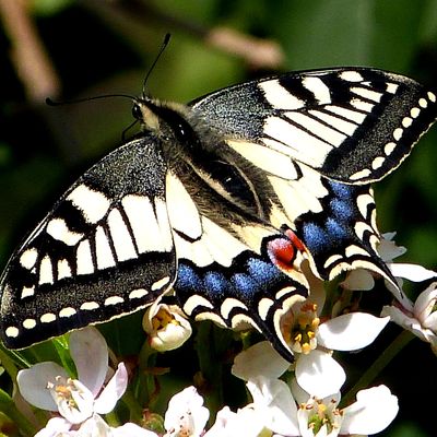 Le Machaon