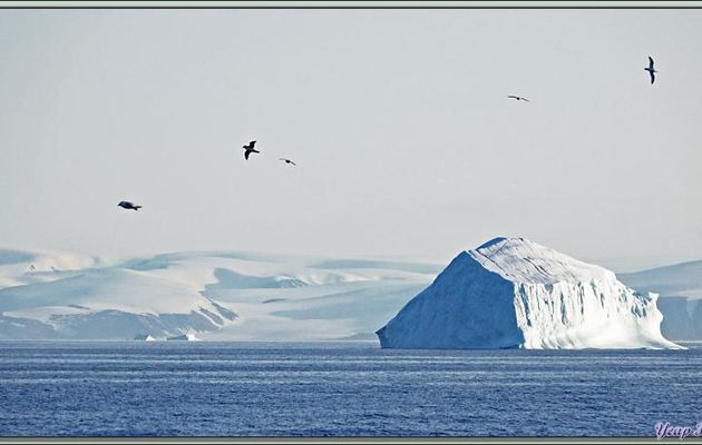 Au large de Coburg Island, nous croisons quelques icebergs - Mer de Baffin - Nunavut - Canada