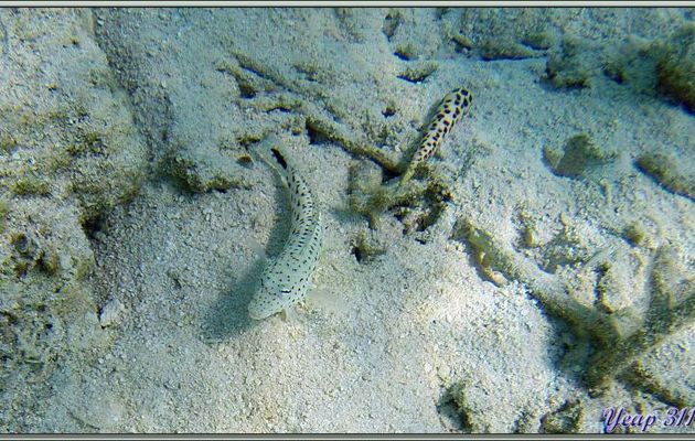 Perche des sables (Parapercis hexophthalma) et gastéropode Térèbre (Terebra subulata ?) - Athuruga - Atoll d'Ari - Maldives