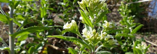 Pseudoturritis turrita = Arabis turrita    -  arabette tourette