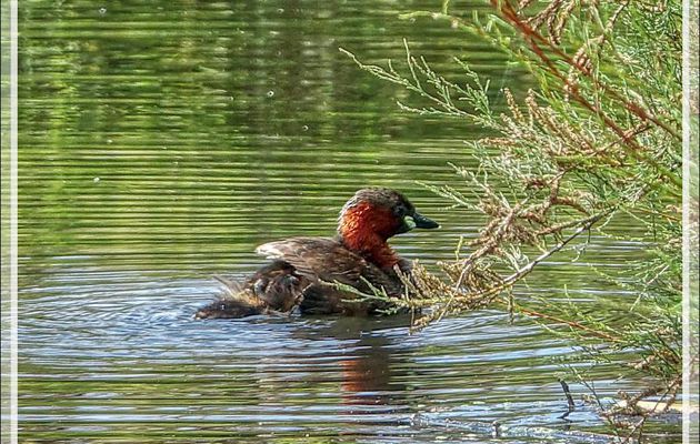 Grèbe castagneux, Little grebe (Tachybaptus ruficollis) - La Couarde-sur-Mer - Île de Ré - 17
