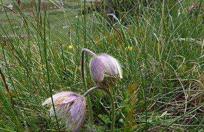 Anemone vernalis = Pulsatille vernalis  -  pulsatille printanière