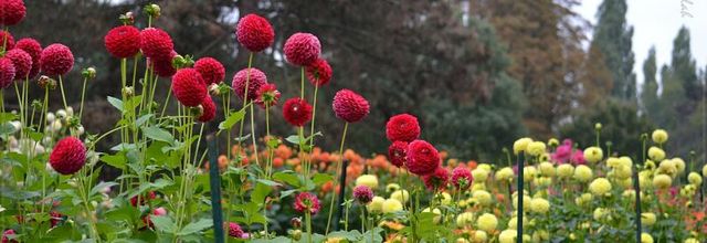 Parc Floral de Paris : 27e édition du Concours International de Dahlias 