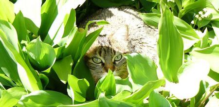 Le muguet dangereux pour nos animaux