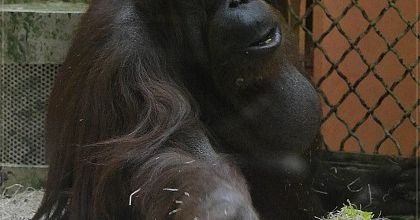 Ménagerie du Jardin des Plantes : Nénette