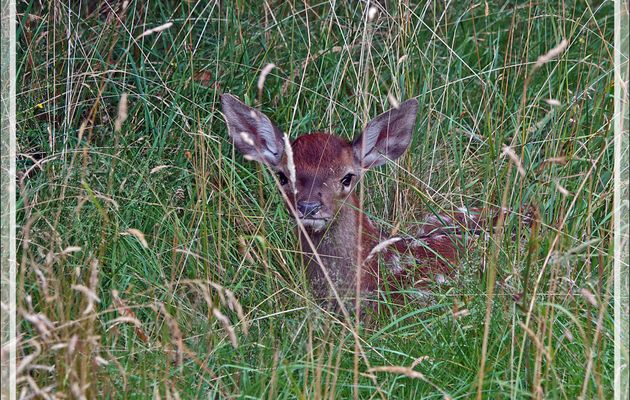 Observation d'un Bambi (faon de cerf élaphe) qui s'est couché à 5 m de mon garage ! - Lartigau - Milhas - 31