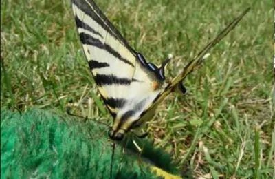 Un papillon heureux