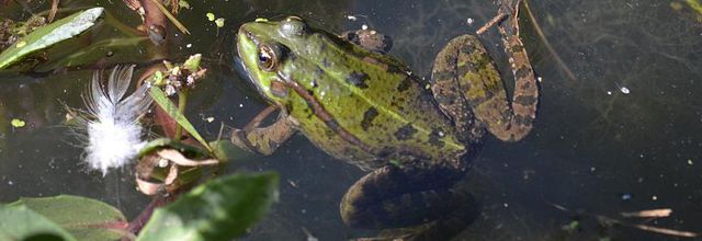 Rambouillet : Grenouille verte
